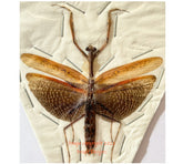 Mantis sp.6 (Java)